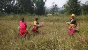 Women returning from the forest with cut broom grass (Photo - Vishal Ranjan Sahu, 101Reporters)