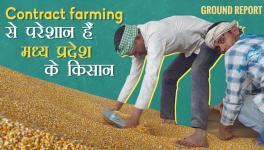 contract farming in MP