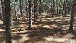 SESM naked plantation: Loblolly pine plantation, South Carolina. Photo: photolangelle.org (2016)