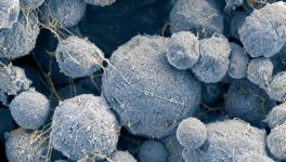 Perplexing ‘Borg DNAs’: Can They Assimilate Genes from Other Organisms?