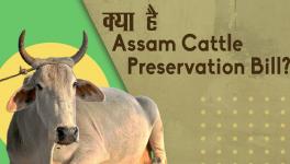 assam cattle prevention bill