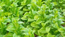 When did Humans First Use Tobacco? New Study Suggests it Could be 12,000 Years Ago