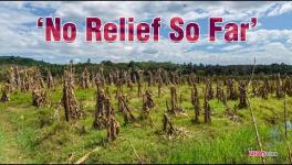 Crops Rotting in Rainwater