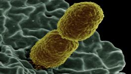A bacterium, Image source: Wikimedia commons.