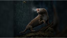mammalian