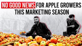 As Prices Go Down, Kashmiri Apples Fall on the Ground; Growers Lose Profits