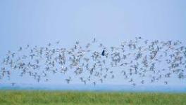 birds