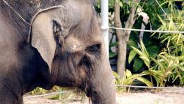elephant