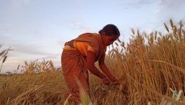 wheat farmers