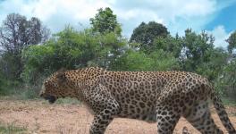 leopard