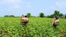 Namdev Pawar hunting birds in farmland, with his nets folded at back (Photo- Azib Ahmed, 101Reporters).
