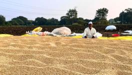 Soya bean growers have complained of loss of yield and lower prices for the last three years (Photo - Partha Sarathi Biswas, 101Reporters)