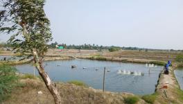 India imposes seasonal fishing bans to protect fish breeding cycles, though policies differ by state, sometimes sparking concerns about fairness for small-scale fishers (Photo - Sagnik Majumder, 101Reporters).