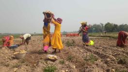  Farmers harvesting potatoes and piling them up in the fields. This image was taken in the field of Raibaghini village in Kululpur Block of Bankura .