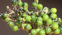 A documented cause of thinning forests is the commercial extraction of forest produce (Photo - Abhijit Mohanty, 101Reporters)