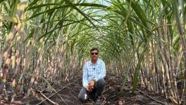 Ankush Chormule say now sugarcane is also prone to pest attacks (Photo - Partha Sarathi Biswas, 101Reporters)