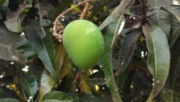 Mango farmers have complained of unusually high losses which has completely thrown their plan for marketing away (Photo - Partha Sarathi Biswas, 101Reporters)