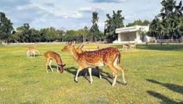 deer