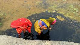 A woman laborer cleaning a makhana pond. Regular cleaning of the pond is considered essential for makhana farming (Photo - Bina Kumari, 101Reporters) .