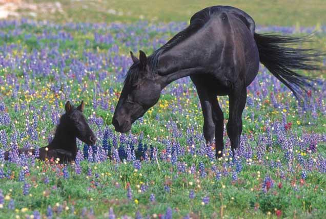 wild horses