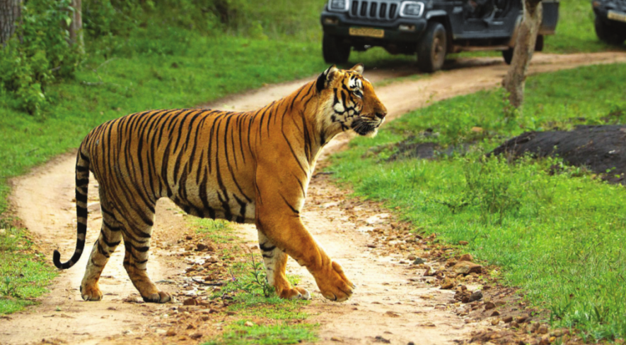 Bandipore Tiger Reserve