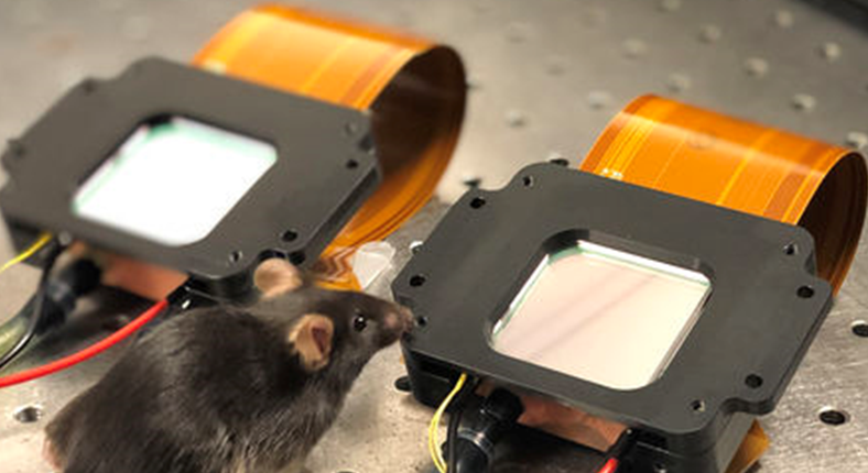 Can Hallucination Be Triggered Experimentally? Scientists Say Yes