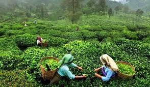 Indian Tea