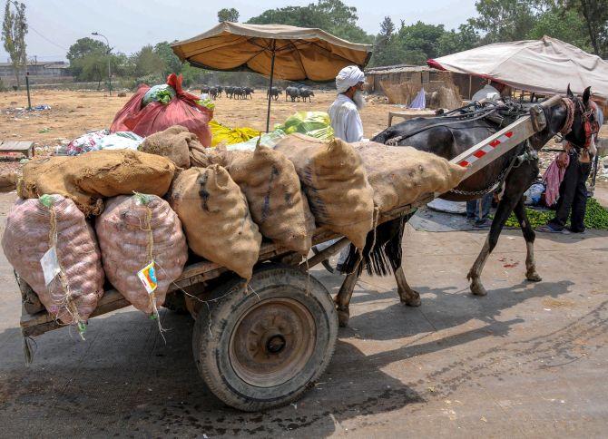 Lockdown: Small Vegetable Growers