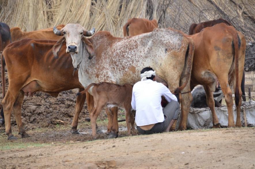 Mameran’s Milk Supply Chain Shaken Amid Myriad Problems