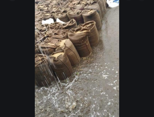 COVID-19: Delay in Paddy Procurement and Rain Dash Hopes of Farmers