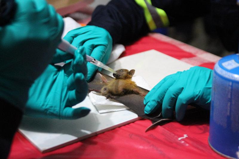 Journey from Bats to Humans