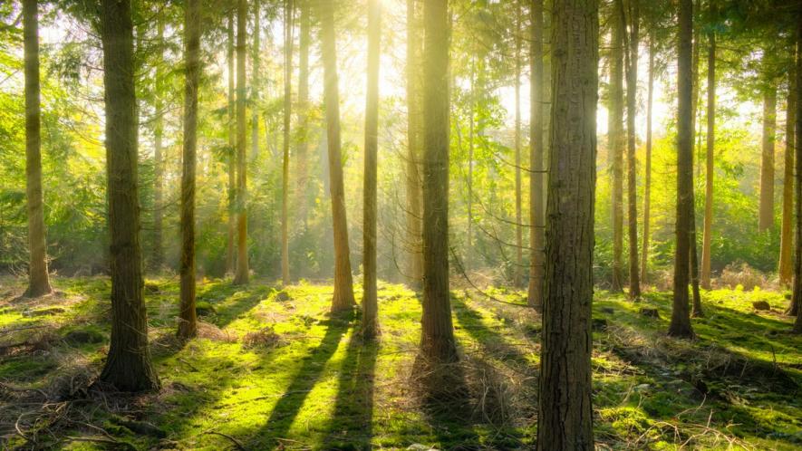 In the High Noon of the Liberal View of Nature