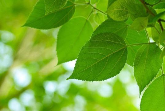 Plants and Photosynthetic Bacteria Harvest Solar Energy