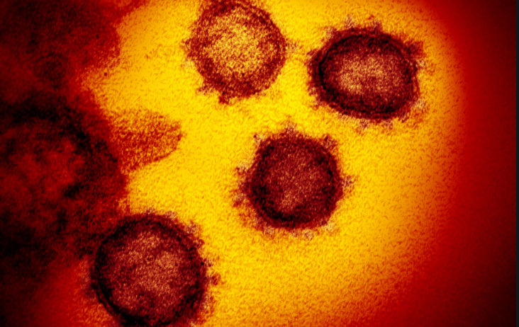 ovid immunity.