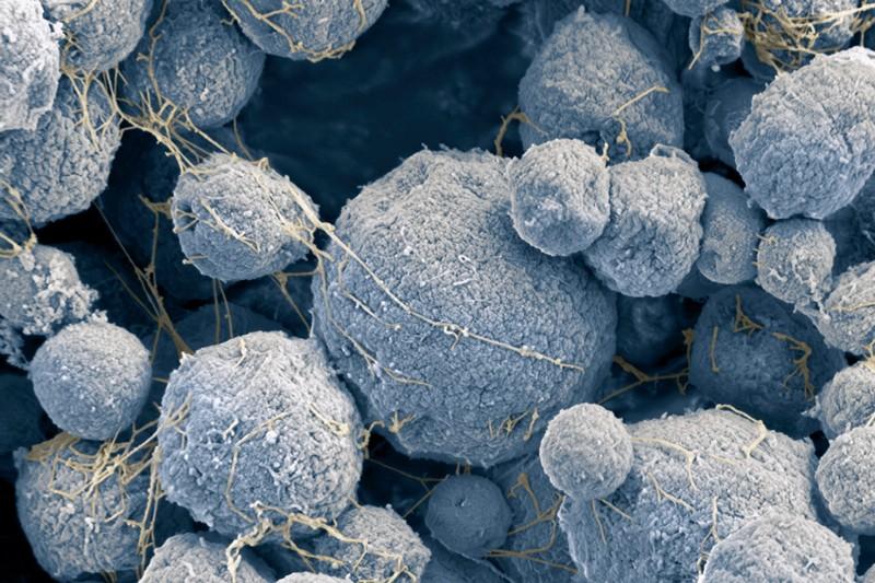 Perplexing ‘Borg DNAs’: Can They Assimilate Genes from Other Organisms?