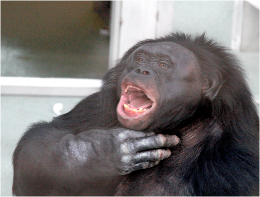 Chimps