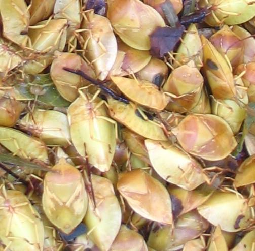 stink bugs