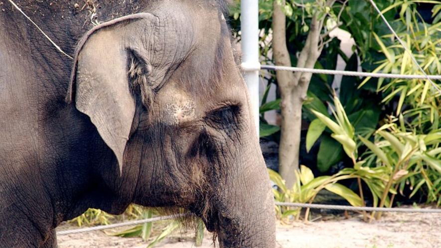 elephant