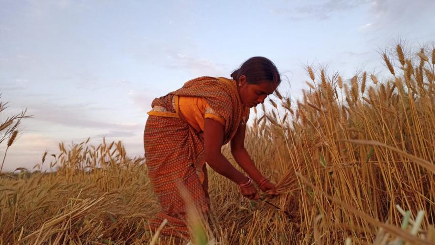 wheat farmers