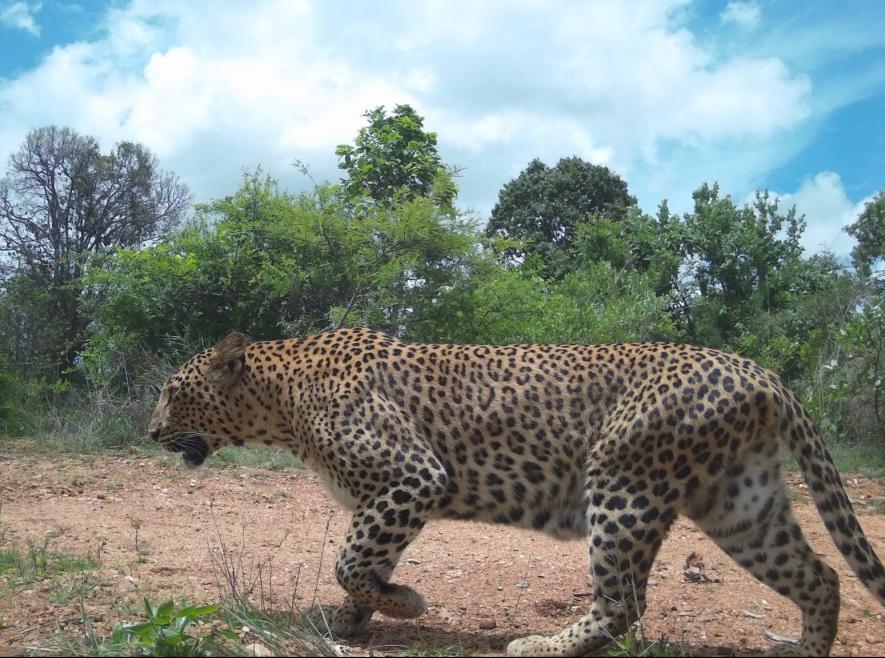 leopard
