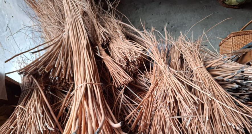 Willow requires a stable temperature between 22°C and 25°C to grow well (Photo - Umar Farooq).