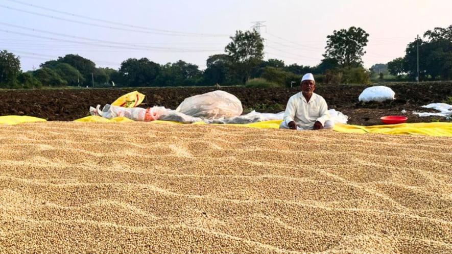 Soya bean growers have complained of loss of yield and lower prices for the last three years (Photo - Partha Sarathi Biswas, 101Reporters)