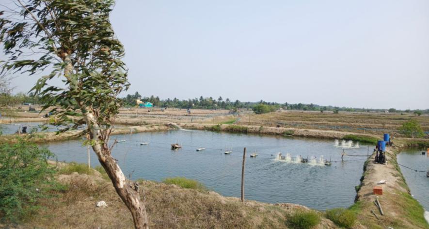 India imposes seasonal fishing bans to protect fish breeding cycles, though policies differ by state, sometimes sparking concerns about fairness for small-scale fishers (Photo - Sagnik Majumder, 101Reporters).