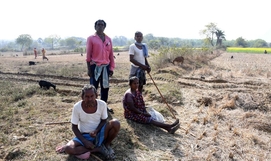 Farmers of Barkura village -- Pabitro Bauri, Srikanto Bauri, Susanto Bauri and Behula Bauri -- grazing cattle in their agricultural fields, unable to do Boro cultivation.
