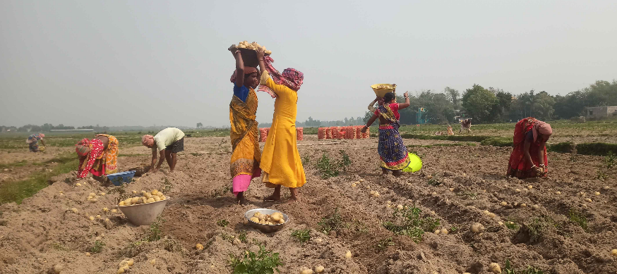  Farmers harvesting potatoes and piling them up in the fields. This image was taken in the field of Raibaghini village in Kululpur Block of Bankura .