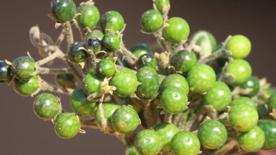 A documented cause of thinning forests is the commercial extraction of forest produce (Photo - Abhijit Mohanty, 101Reporters)