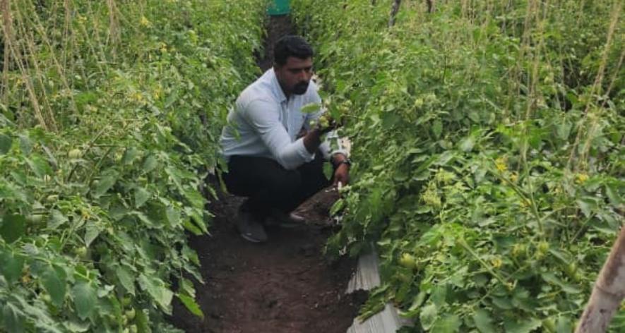 Ganesh Nazirkar says tomato growers have seen a drastic rise in pesticide usage (Photo - Partha Sarathi Biswas, 101Reporters).