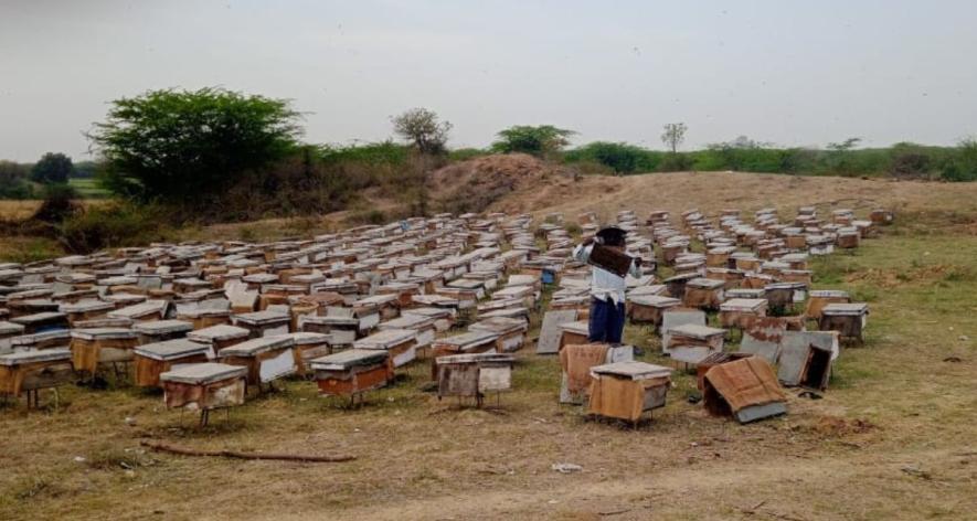 In extreme cold and fog, bees produce less honey, in excessive heat, they die (Photo - Satish Malviya, 101Reporters).