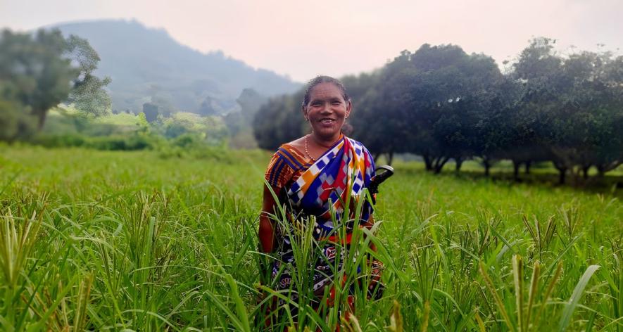 Prabhasini Pradhan in her ragi field in Sasigada village in Daringbadi (Photo - Abhijit Mohanty, 101Reporters).