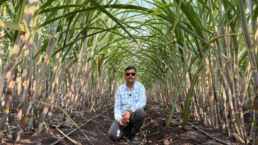 Ankush Chormule say now sugarcane is also prone to pest attacks (Photo - Partha Sarathi Biswas, 101Reporters)